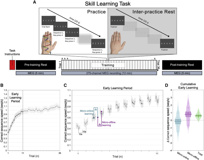 (А) Испытуемые многократно вводят последовательность 41324 левой рукой, нажимая клавишу 4 указательным пальцем, 3 средним пальцем, 2 безымянным пальцем и 1 мизинцем. Всего 36 повторений по 10 секунд на каждый с перерывами по 10 секунд между каждым повторением. Вся тренировка длилась 12 минут + по 5 минут отдыха до и после начала занятий, записанные МЭГ. (В) Кривая производительности. Навык измеряется как правильная скорость набора последовательности — seq/с. Средняя производительность быстро росла в начале обучения. 95 % всего обучения произошло в первых 1—11 испытаниях. (С) Скорость seq/с используется для количественной оценки прироста производительности во время практики (голубой) и во время отдыха (сиреневый) в ходе раннего периода обучения. (D) Скорость seq/с во время занятий (голубой), во время отдыха (сиреневый) и общее во время всего раннего обучения (зелёный). Повышение навыков происходит в промежутках между периодами бодрствования, а не во время активной практики. Толстые горизонтальные линии и связанные с ними прямоугольники показывают среднее значение по группе.   