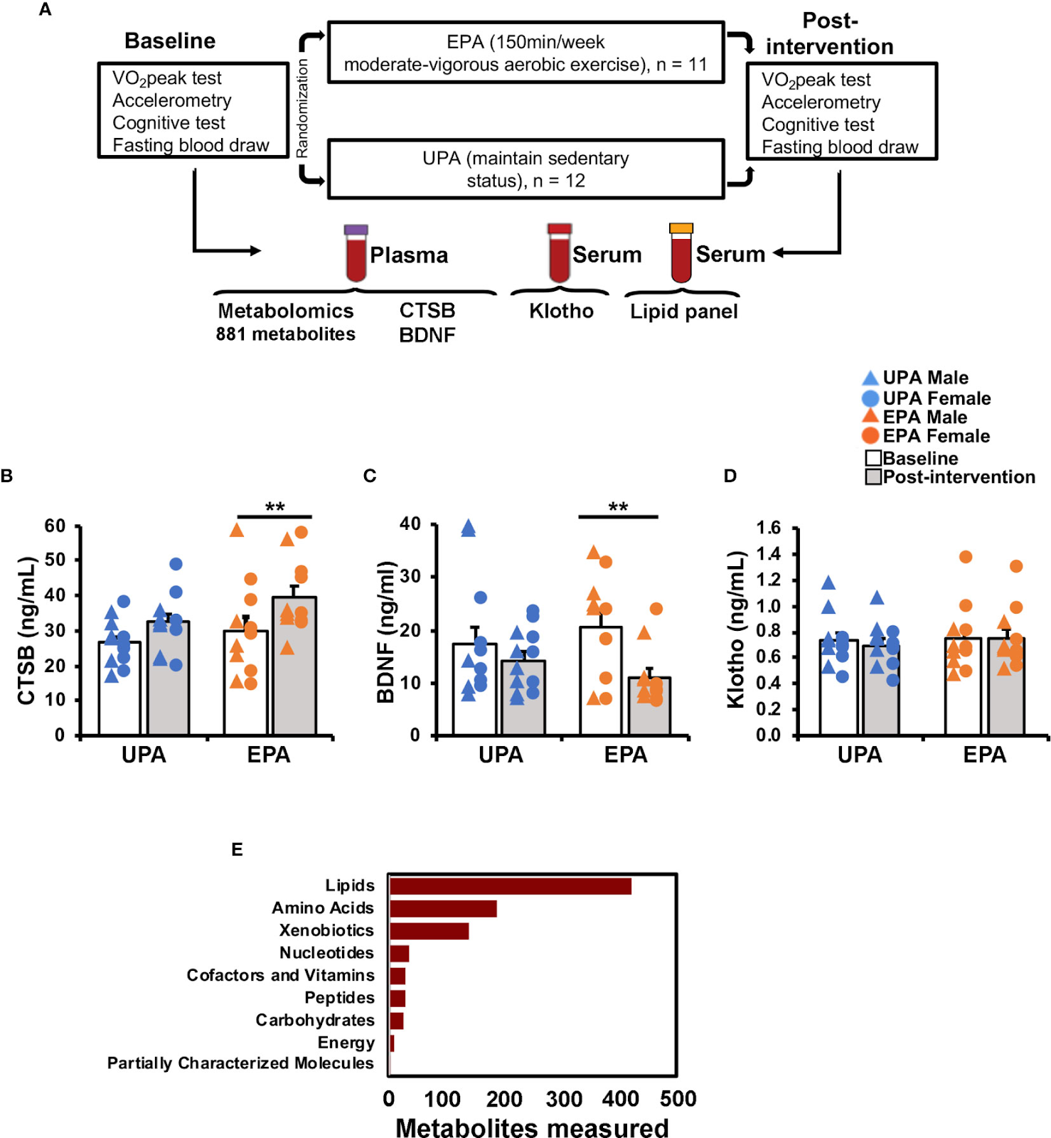 Влияние физических упражнений на циркуляцию CTSB, BDNF и klotho. (А) Структура исследований и мероприятий по физической подготовке, а также анализ крови. (В—D) Влияние упражнений на биомаркеры. (В) Уровень CTSB увеличился в крови группы EPA после усиленных физических нагрузок по сравнению с исходным уровнем. (С) Уровень BNDF в крови группы EPA снизился. (D) Уровень kloto в крови группы EPA не изменился. (Е) Метаболиты, полученные из плазмы крови.  