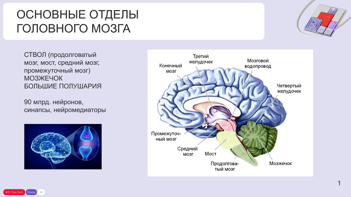 Мозг на грани: как соревновательность и экстремальные увлечения формируют наш характер - 2