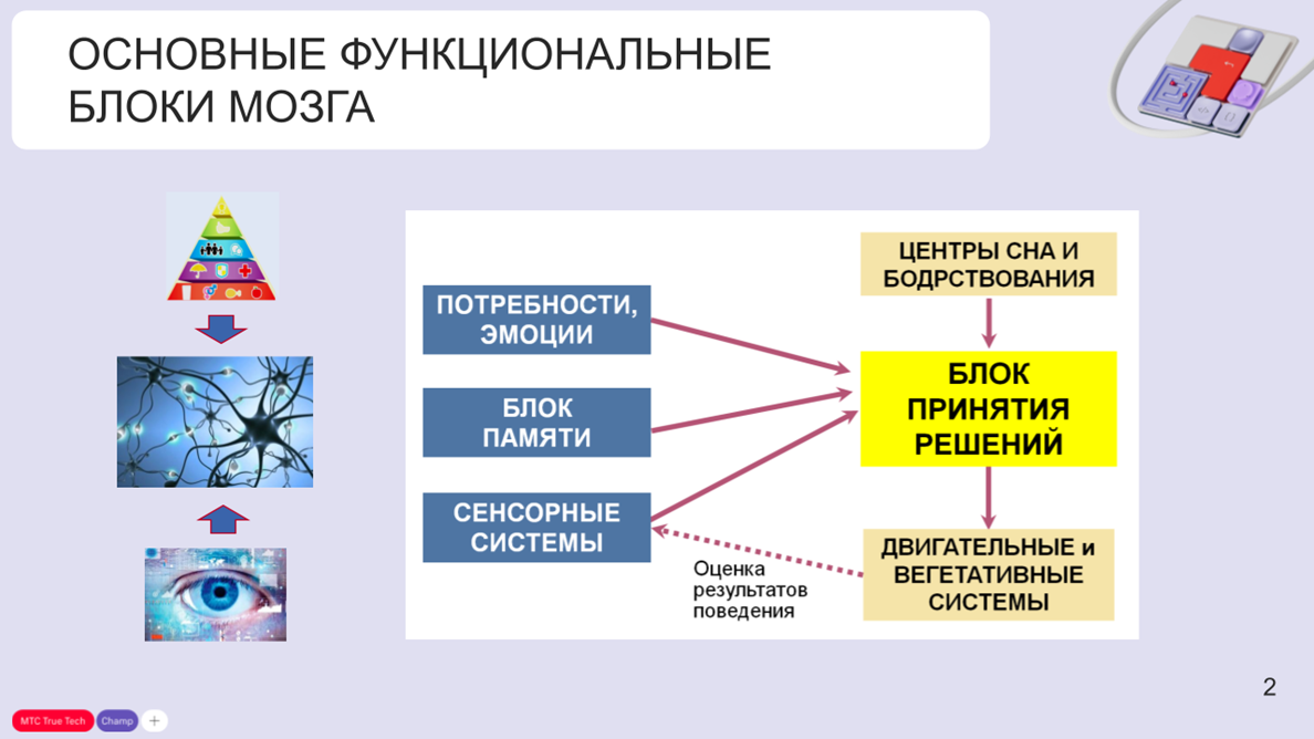 Мозг на грани: как соревновательность и экстремальные увлечения формируют наш характер - 3