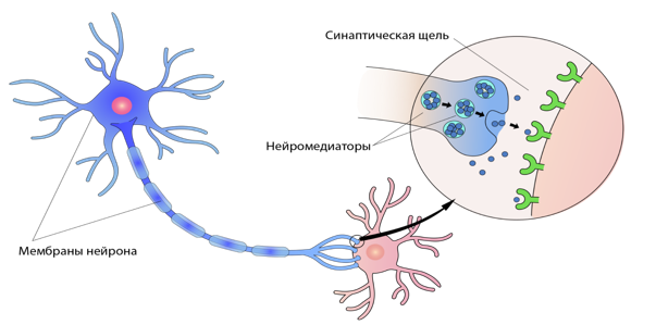 Рисунок 1. Нервная клетка