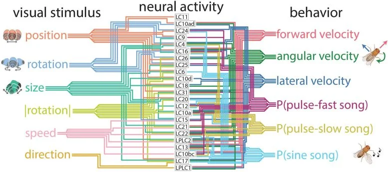 Нейронные связи и предсказание поведения: ИИ в глубинах мозга плодовой мушки - 2