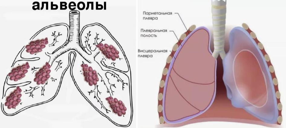 Рисунок 3. Строение легких человека. 