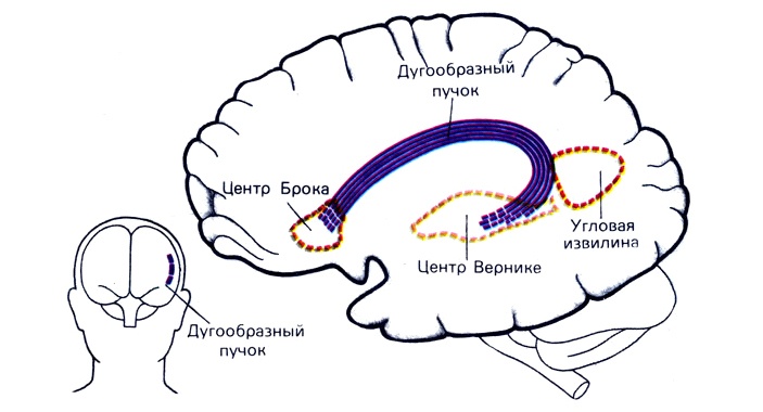 Чему может научить горилла Коко - 2