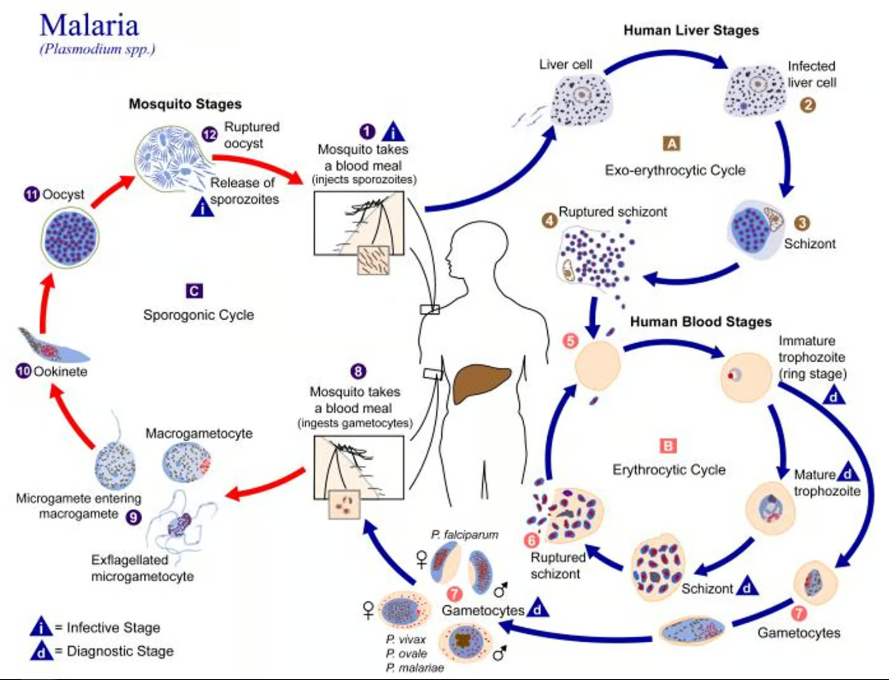 Жизненный цикл Plasmodium falciparum, переносимого комарами паразита, вызывающего малярию