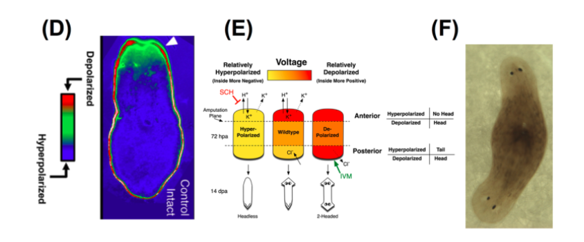 Слева: градиенты напряжения по передней/задней оси планарий плоских червей. В центре: расшифровка биоэлектрических сигналов, определяющих рост головы или хвоста. Справа: результат того, как манипуляция электрическими сигналами приводит к появлению двуголового плоского червя.