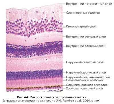 Зрение и нейронные сети - как мы на самом деле видим мир Научпоп, Биология, Зрение, Глаза, Нейронные сети, Наука, Сетчатка, Ученые, Исследования, Офтальмология, Длиннопост