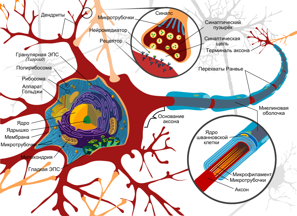 The Human Brain Project: откуда мы знаем, как устроен мозг? - 2