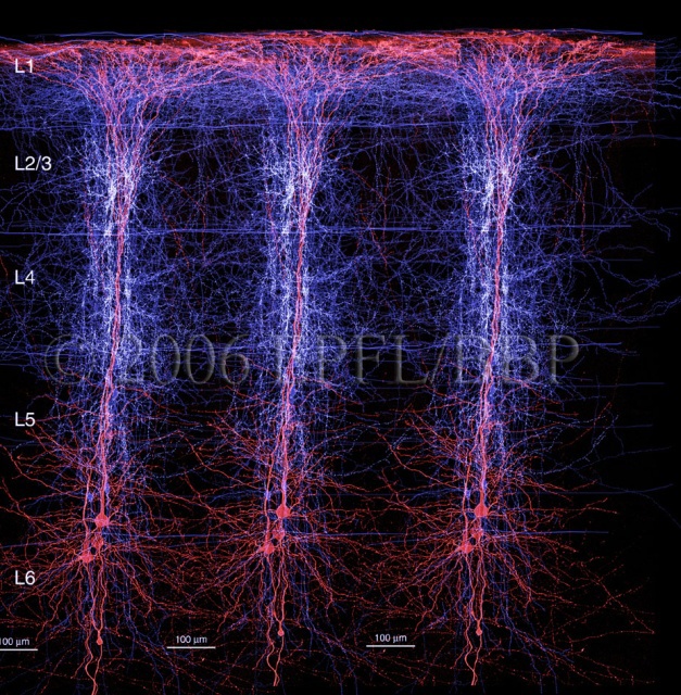 The Human Brain Project: Вы спрашивали – мы отвечаем - 3