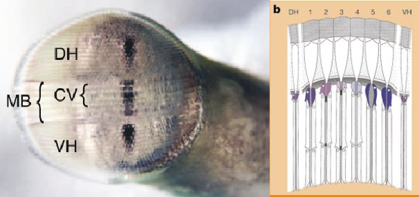 Рис.3. Глаз Stomatopod-а разделен на три полосы: две периферические, сверху и снизу, дистальная и вентральная, а также центральная полоса, в которой, в свою очередь, есть 6 омматидиальных рядов, каждый из которых обладает своей чувствительностью и содержит разные родопсины. УФ-клетки 4-х видов"разбросаны" равномерно по всему глазу, хотя внутри центральной полосы только 1 вид, а 3 других - в периферических зонах. Нижние два ряда центральной полосы связаны с поляризационным зрением. А верхние 4 определяют цветовое зрение в диапазоне 400-630 нм. 