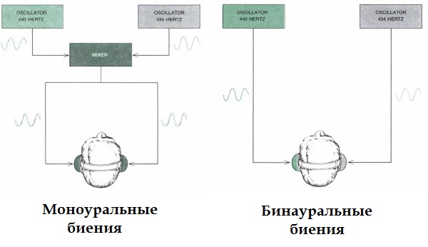 Рис.1 Существует так называемая нейрофизиологическая гипотеза, которая состоит в том, что количество нервных импульсов от каждого уха и маршрут, по которому они идут в мозг, определяются частотой падающего звука, и где-то в мозгу эти два нервных сигнала взаимодействуют.    