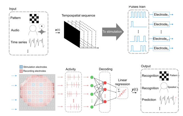 Рабочий процесс мозговых вычислений. Входная информация преобразуется в пространственно-временную последовательность шаблонов. Эта последовательность затем сопоставляется с последовательностями стимулирующих импульсов, которые подаются на электроды в системе MEA. Органоид головного мозга получает входную стимуляцию (u(t)), и активность нейронов, вызванная этой стимуляцией, регистрируется системой MEA. Для анализа и вывода результатов используется функция декодирования, такая как линейная или логистическая регрессия. Тык (все иллюстрации)