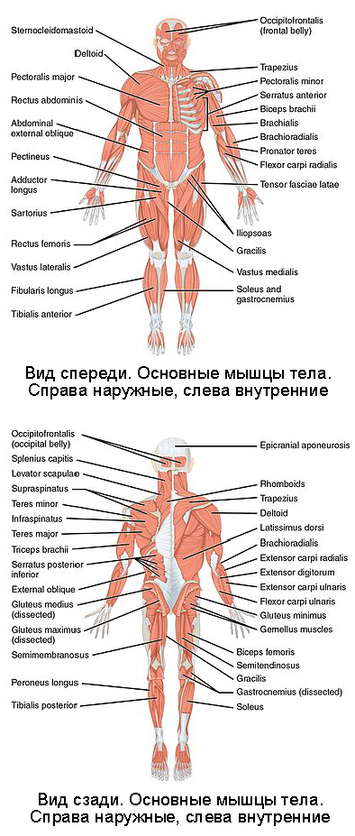 Биологическая система управления человеческим телом. Человек или челобот? - 12