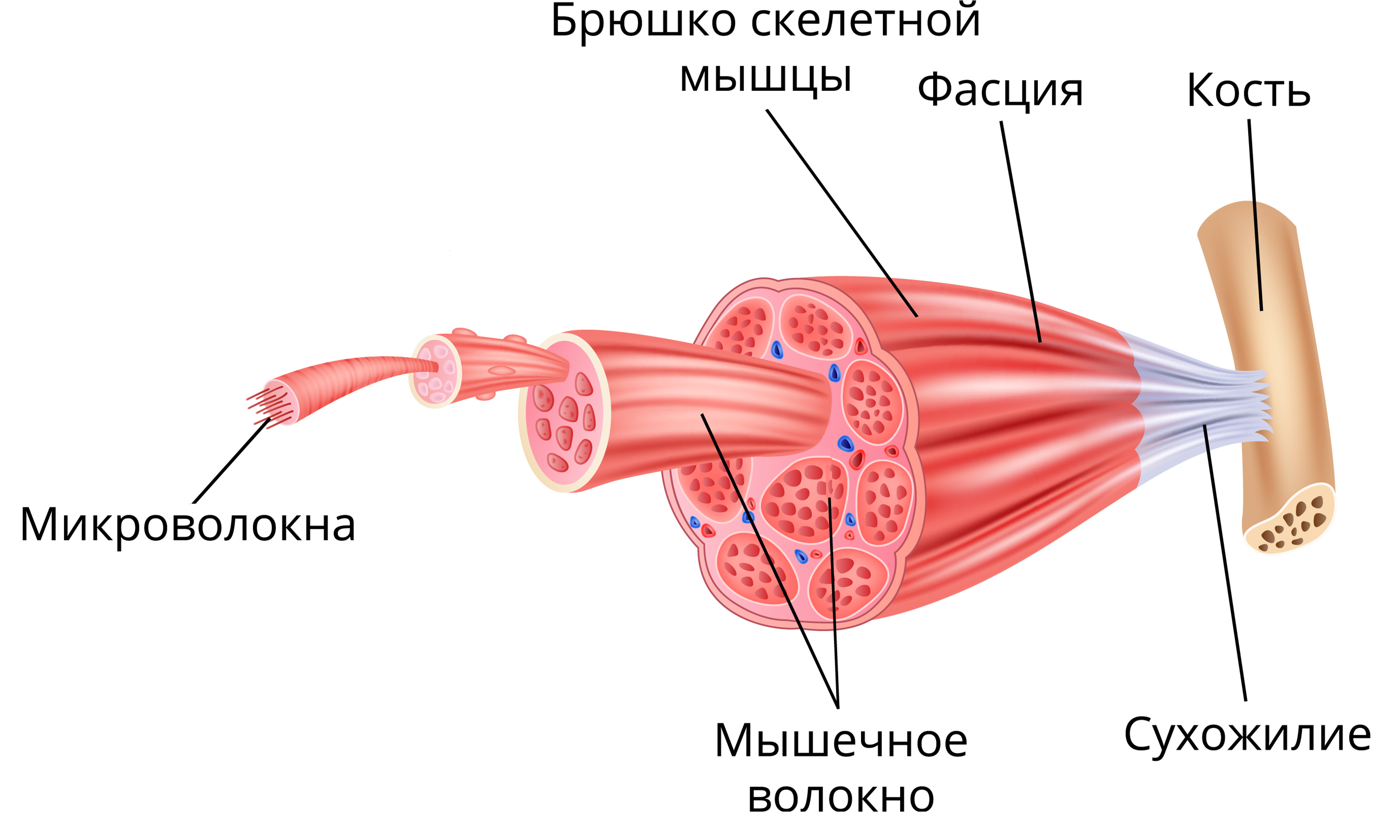 Биологическая система управления человеческим телом. Человек или челобот? - 14