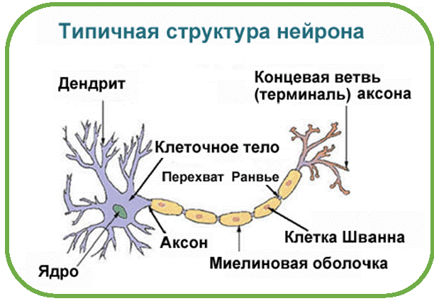 Биологическая система управления человеческим телом. Человек или челобот? - 6