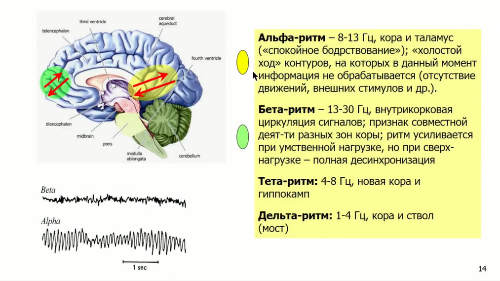 Если крысе не давать спать, она умрёт через 3 недели — как работают мозг и сон - 10