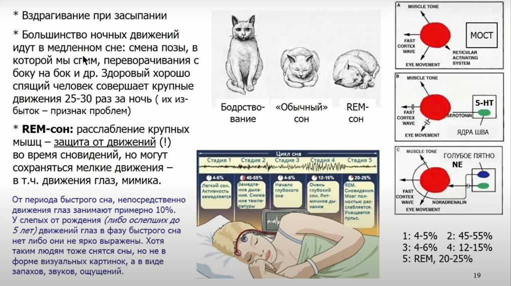 Если крысе не давать спать, она умрёт через 3 недели — как работают мозг и сон - 13