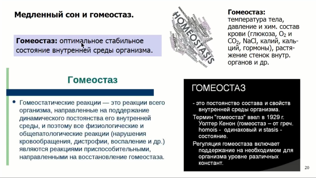 Если крысе не давать спать, она умрёт через 3 недели — как работают мозг и сон - 14