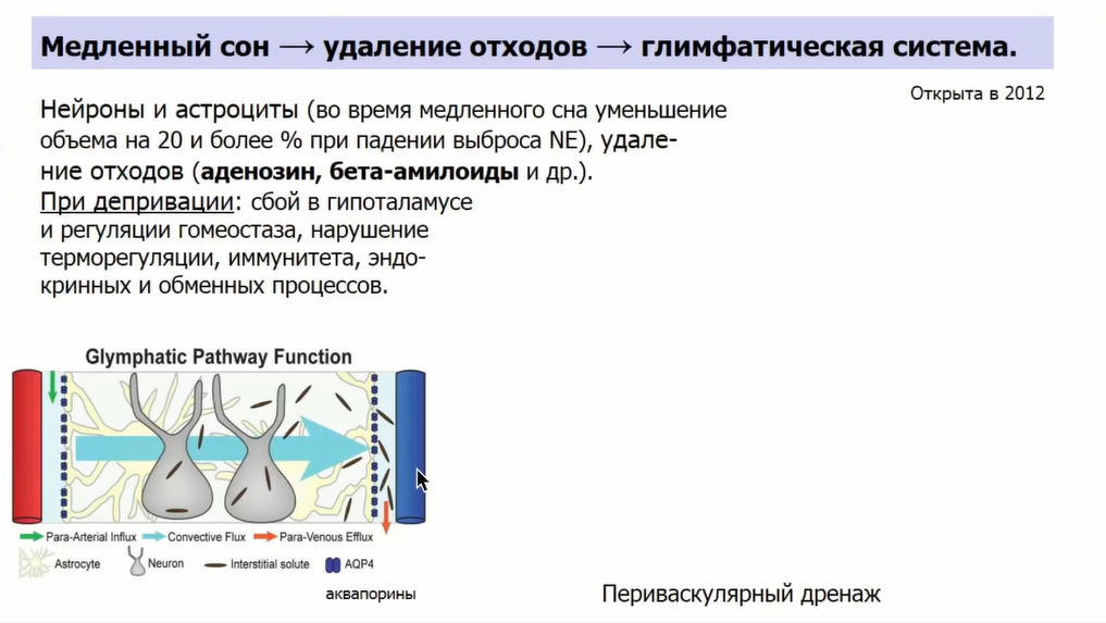 Если крысе не давать спать, она умрёт через 3 недели — как работают мозг и сон - 15