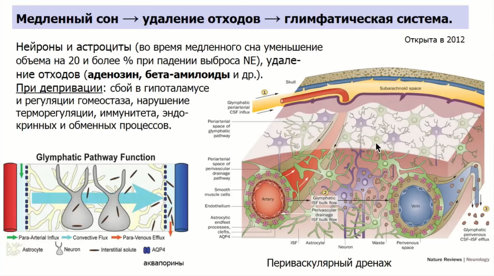 Если крысе не давать спать, она умрёт через 3 недели — как работают мозг и сон - 16