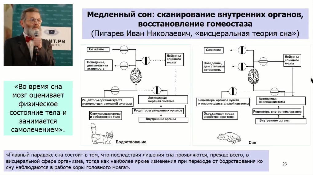 Если крысе не давать спать, она умрёт через 3 недели — как работают мозг и сон - 17