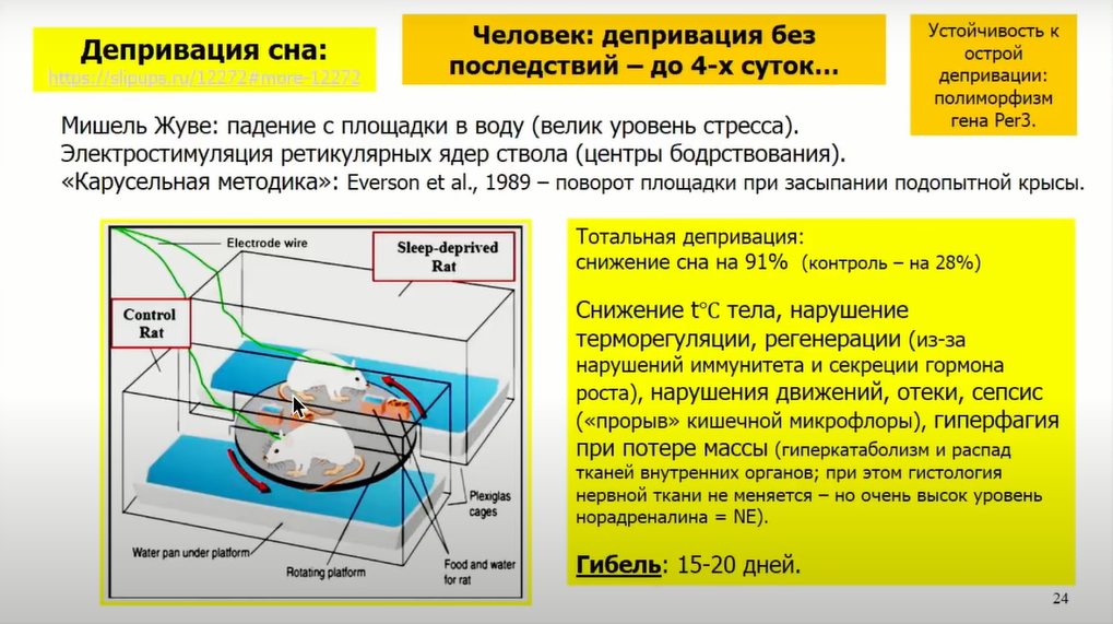 Если крысе не давать спать, она умрёт через 3 недели — как работают мозг и сон - 18