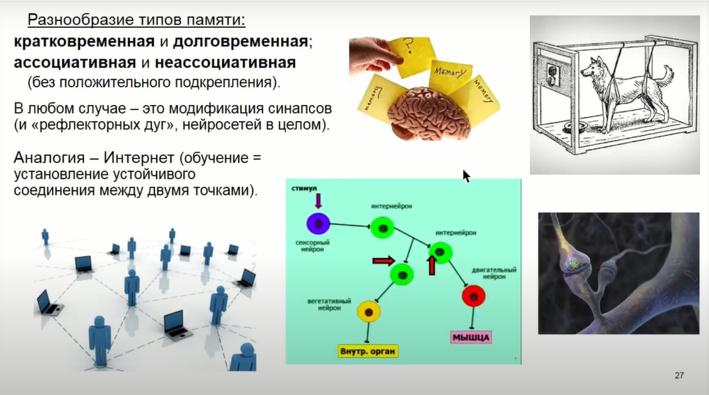 Если крысе не давать спать, она умрёт через 3 недели — как работают мозг и сон - 21