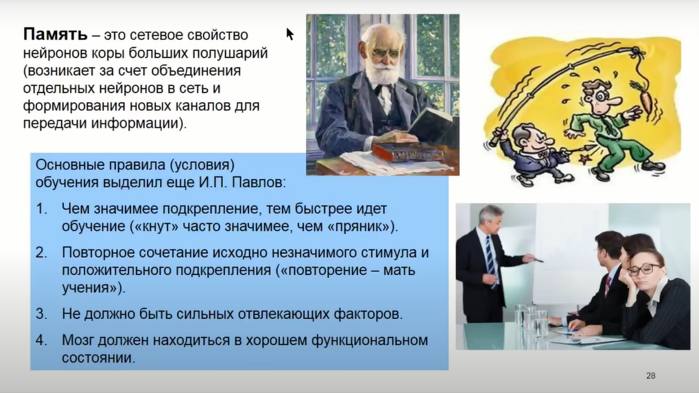 Если крысе не давать спать, она умрёт через 3 недели — как работают мозг и сон - 22