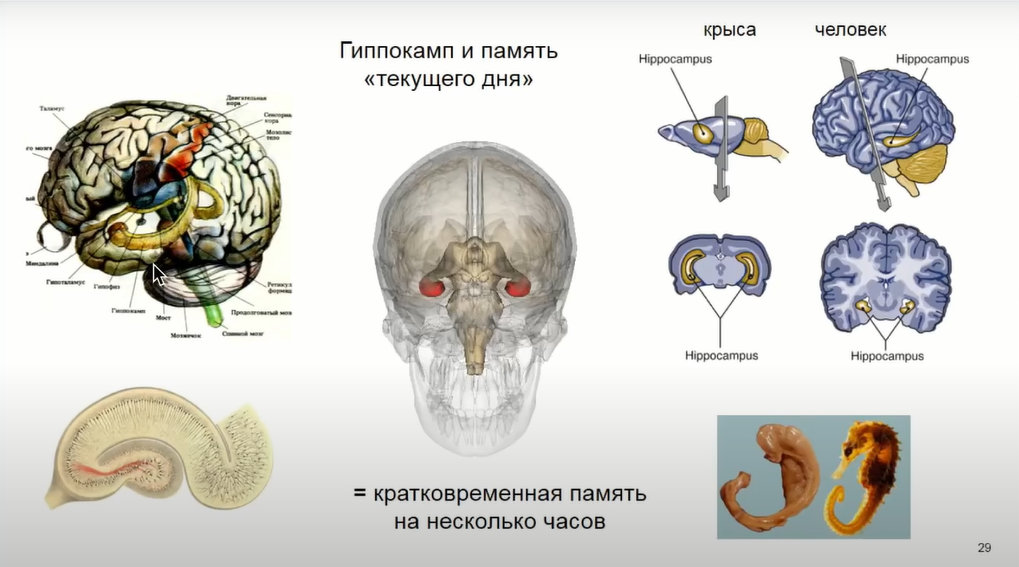 Если крысе не давать спать, она умрёт через 3 недели — как работают мозг и сон - 23