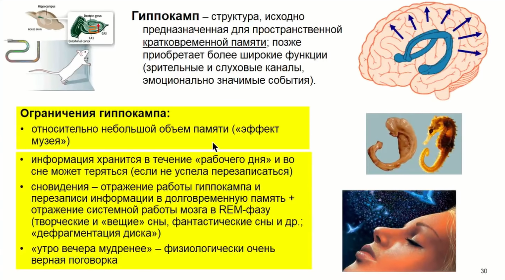 Если крысе не давать спать, она умрёт через 3 недели — как работают мозг и сон - 24