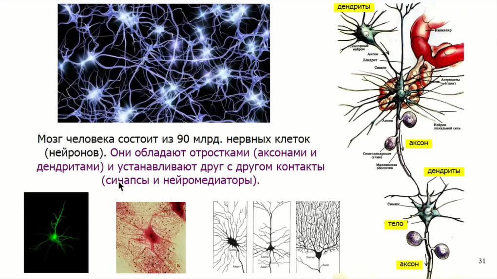 Если крысе не давать спать, она умрёт через 3 недели — как работают мозг и сон - 25