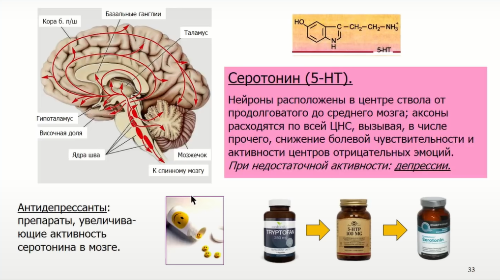 Если крысе не давать спать, она умрёт через 3 недели — как работают мозг и сон - 27