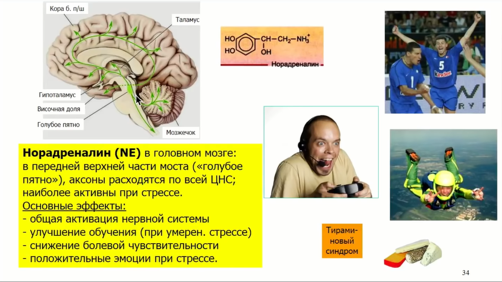 Если крысе не давать спать, она умрёт через 3 недели — как работают мозг и сон - 28