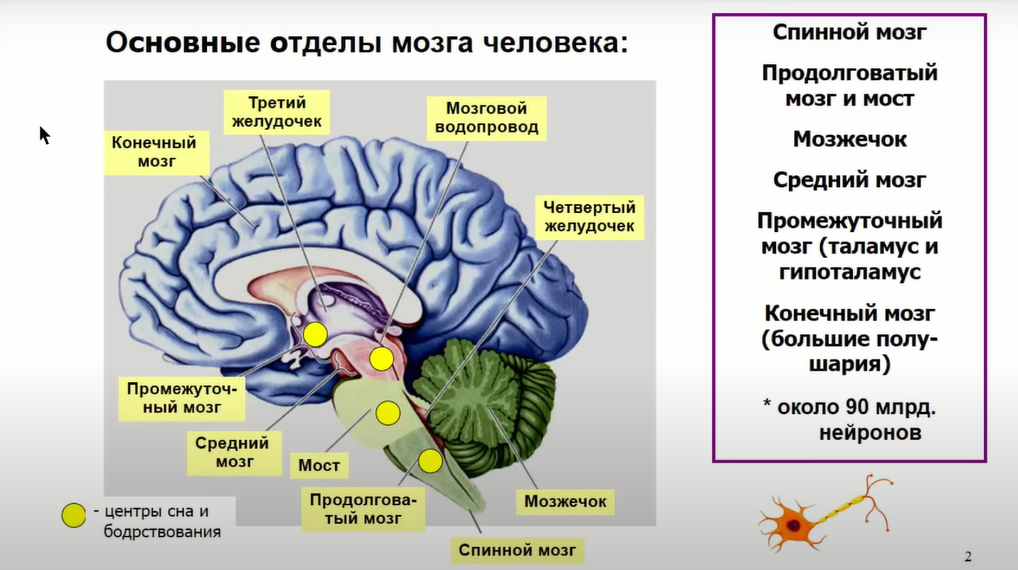 Если крысе не давать спать, она умрёт через 3 недели — как работают мозг и сон - 3