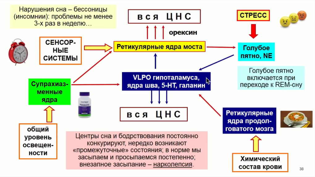 Если крысе не давать спать, она умрёт через 3 недели — как работают мозг и сон - 30