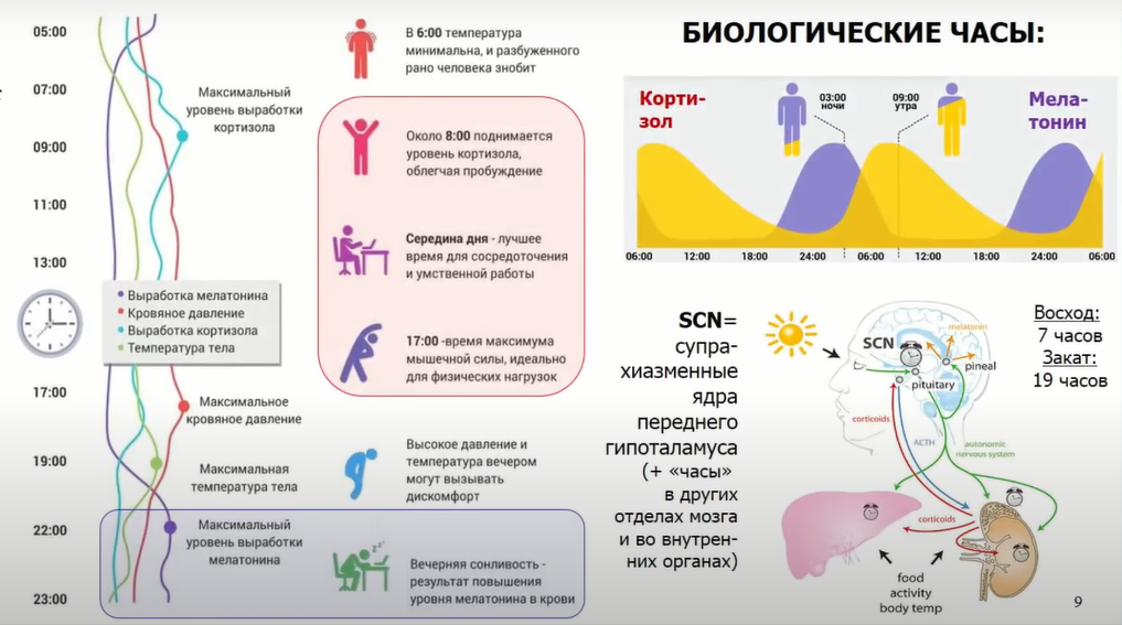 Если крысе не давать спать, она умрёт через 3 недели — как работают мозг и сон - 6