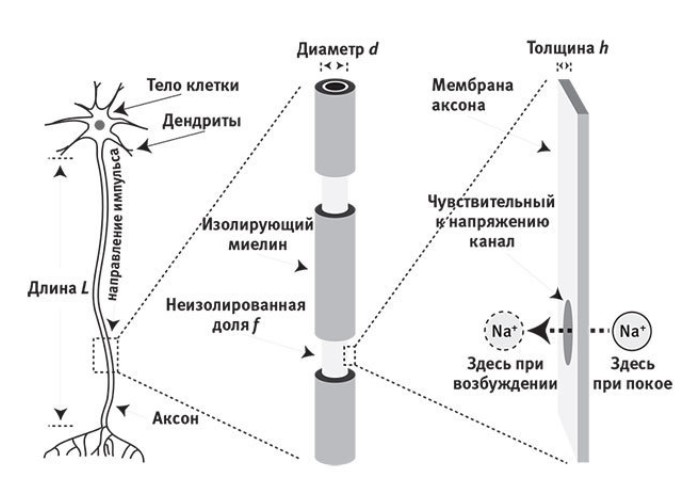 Строение аксона