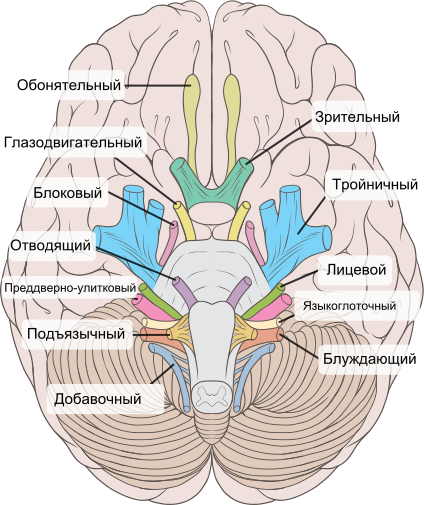 История изучения мозга от Древнего Египта до начала XX века - 35