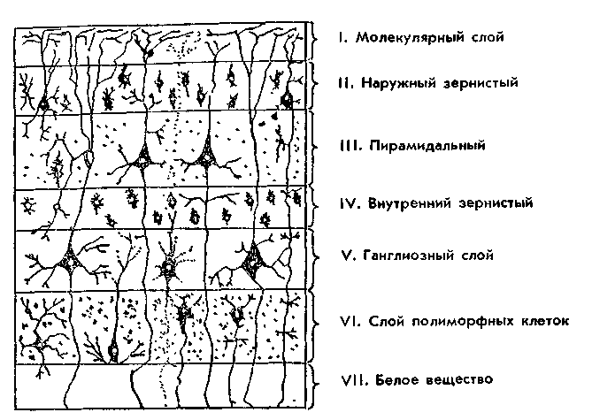 История изучения мозга от Древнего Египта до начала XX века - 52