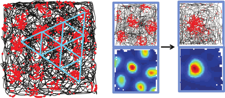 Рисунок 10. Визуализация Grid Cells