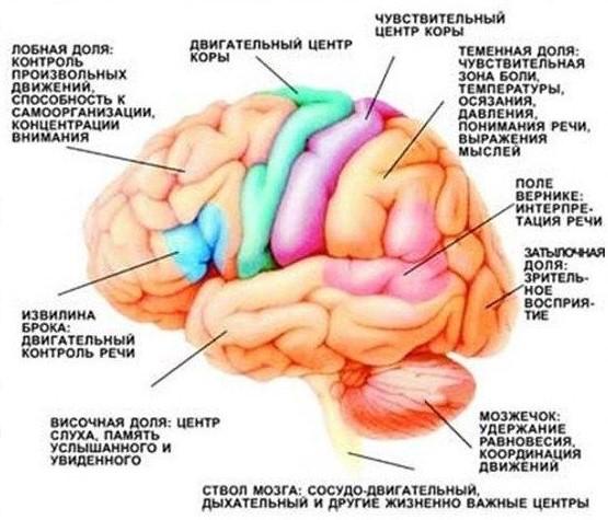 Логика сознания. Часть 6. Кора мозга как пространство вычисления смыслов - 4