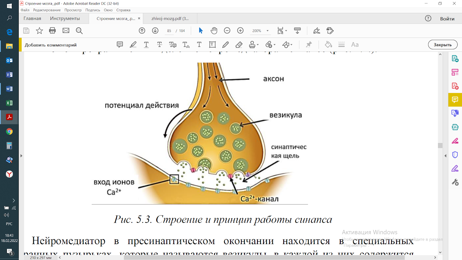 Рисунок 4. Строение и принцип работы синапса. Источник: https://teach-in.ru/file/synopsis/pdf/the-brain-how-it-works-M.pdf.