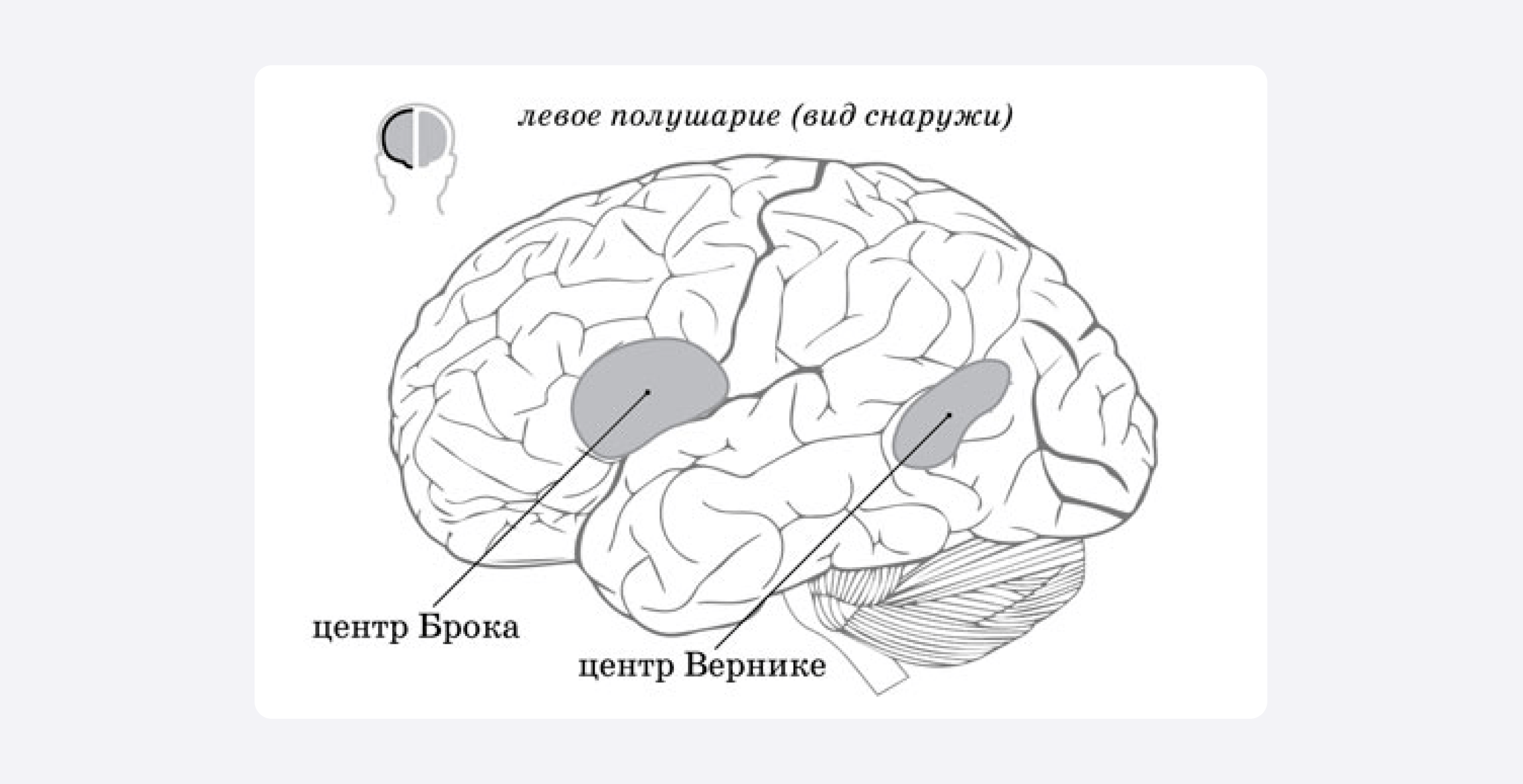 Вот эти два участка головного мозга, которые я упоминал выше. Их ученые обнаружили морфологическим методом, то есть при вскрытии умерших пациентов. 