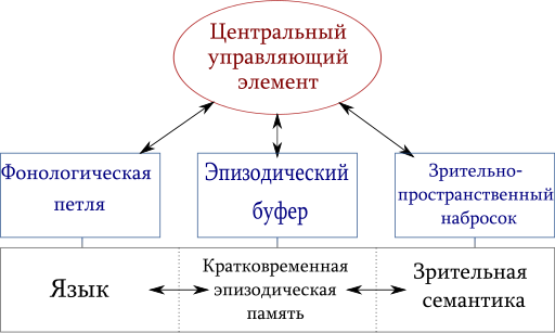 Оперативная память мозга: что общего между компьютером и мозгом - 5