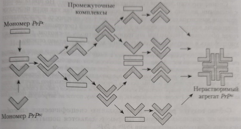 Схема образования прионного белка и нерастворимых агрегатов (оригинал взят из книги И.Ю. Сергеев, В.А. Дубынин, А.А. Каменский «Физиология человека и животных. Том I)