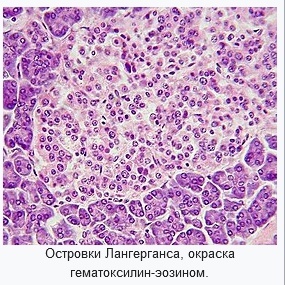 Регуляция сахара в крови - 1