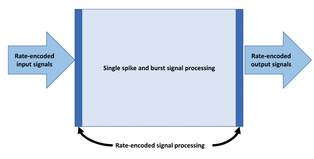 Это схематическое изображение иллюстрирует небольшое количество кодированных по частоте сигналов на входах и выходах, окружающая большой объем вычислений, основанных на одиночных или серийных импульсах.