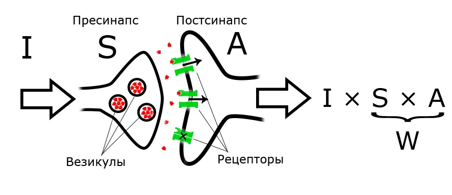 Сравнение мозга с нейронной сетью - 13