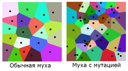 Обучение живых и «биологичная» нейронная сеть - 6