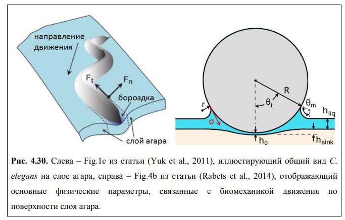 Источник: диссертация Пальянова А.Ю. про нематоду https://icmmg.nsc.ru/sites/default/files/sovet/files/dissertaciya_palyanov_a.yu_._final_podpis.pdf